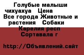 Голубые малыши чихуахуа › Цена ­ 25 000 - Все города Животные и растения » Собаки   . Карелия респ.,Сортавала г.